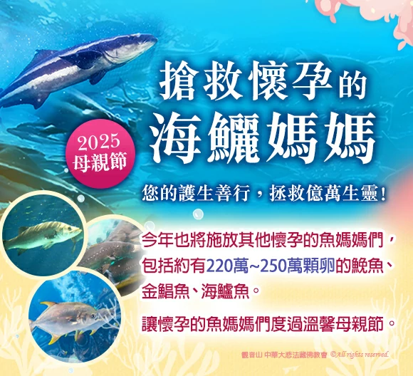 觀音山 保育放流 海鱺媽媽