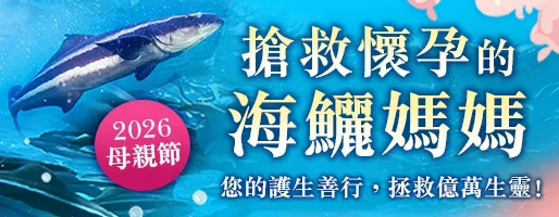 億倍功德‧薩嘎達瓦月 搶救懷孕的海鱺媽媽