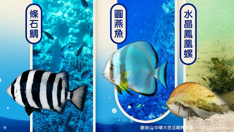 觀音山|中華大悲法藏佛教會|保育放流|保護海洋生態|澎湖水試所|海漁基金會|放生|護生|龍德嚴淨仁波切|龍德上師|確吉蔣稱金剛上師|臺灣薩迦寺|台灣薩迦寺