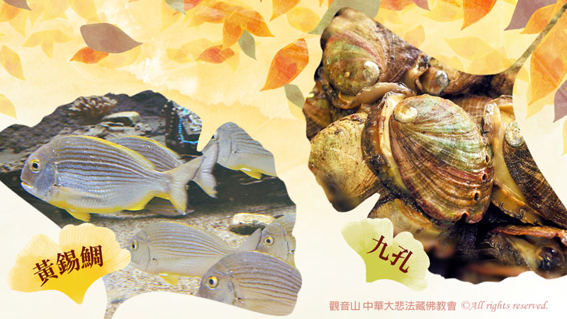 觀音山|中華大悲法藏佛教會|保育放流|保護海洋生態|澎湖水試所|海漁基金會|放生|護生|龍德嚴淨仁波切|龍德上師|確吉蔣稱金剛上師|臺灣薩迦寺|台灣薩迦寺